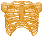chest