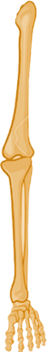 leftleg