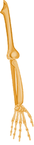 leftarm