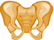 pelvis
