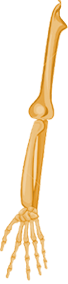 rightarm