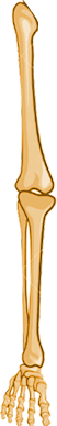 rightleg