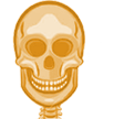 skull