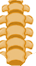 spine